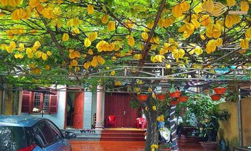 Tổ tiên nói: 'Trồng cây là trồng phúc, giữ cây là giữ lộc', nhà có 3 cây này dù khó đến mấy cũng đừng chặt