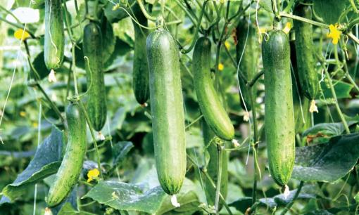 Ăn dưa chuột cũng có điều cấm kỵ! Bác sĩ nhắc nhở: 3 kiểu người nên hạn chế nếu không muốn rước họa vào thân