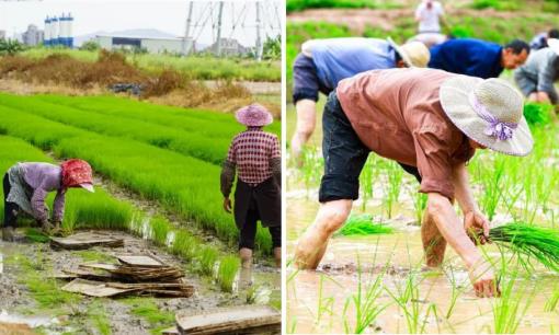 Vì sao trồng lúa không gieo thẳng mà phải gieo mạ rồi cấy? Đây là tinh hoa của nông nghiệp cổ đại 