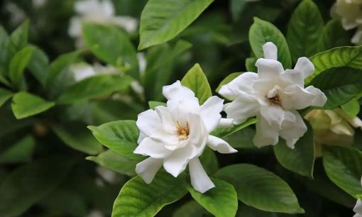 Để hoa dành dành nở rộ, hãy bón '3 loại phân bón thông dụng' để hoa nở rộ và thơm ngát