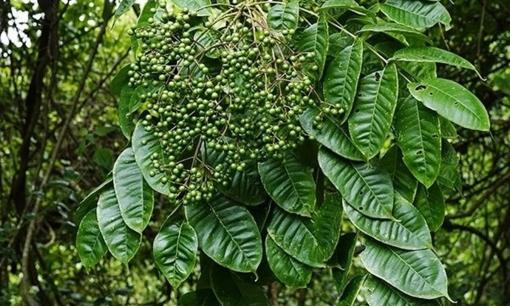 Loại cây mọc dại ven rừng, xuống phố thành 'gia vị vàng', hái lá bán thu về 100.000 đồng/kg 