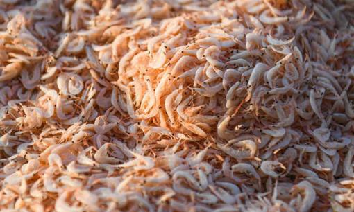 1 loại hải sản của Việt Nam nhiều canxi gấp 3 lần đậu nành, Trung Quốc ví như 'thuốc ăn ngon' mùa hè