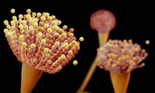 Xuất hiện một loại nấm chết người mới tại Mỹ! Nó lây lan qua không khí và khiến con người thối rữa từ bên trong... 