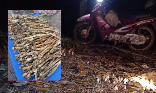 Cả làng rủ nhau đi hái 'lộc trời' xuất hiện lúc nửa đêm, đem về bán giá lên tới 1.000.000 đồng/kg