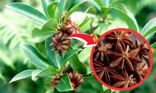 Loài 'hoa nghìn tỷ' khiến Ấn Độ liên tục săn lùng: Việt Nam cùng Trung Quốc dẫn đầu nguồn cung toàn cầu