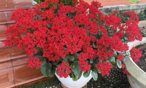 Đặt cây sống đời ở vị trí nào trong nhà giúp thu hút tài lộc?