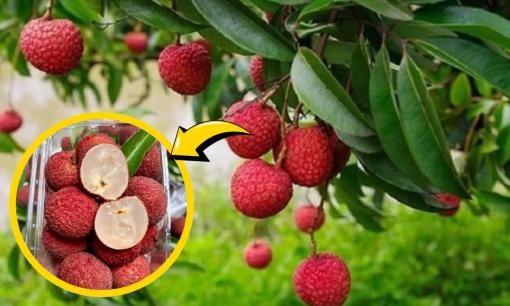 Loại vải đặc biệt ở Thanh Hoá giá 600.000 đồng/kg vẫn 'cháy hàng' giữa mùa vải thiều giá rẻ