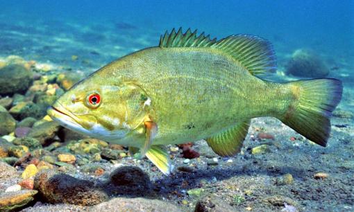 Loài cá bổ dưỡng không kém gì cá hồi, tiềm năng thành 'ngôi sao xuất khẩu' mới ở Việt Nam, giá phải chăng