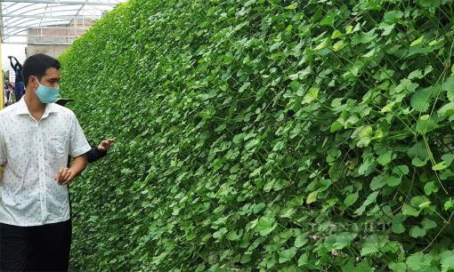 9X Quảng Ninh trồng rau má thuỷ canh, thu hơn 50 triệu đồng mỗi tháng
