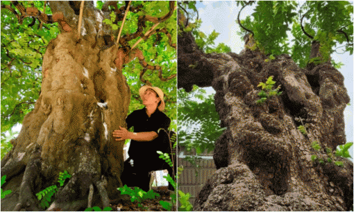 Cây ăn quả ở quê thành bonsai độc lạ, mang biểu tượng tài lộc, được săn lùng với giá khủng, có cây 3,8 tỷ chủ nhân chưa đồng ý bán