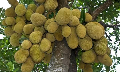 Vì sao trồng mít trước nhà bị xem là 'rước họa vào thân'? Nghe xong ai cũng rùng mình