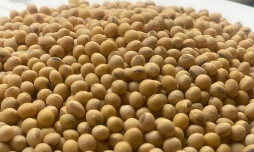  Loại hạt bán đầy chợ Việt chỉ 30 nghìn đồng/kg, giàu protein gấp 2 lần hạt chia, tốt cho tim mạch và xương khớp