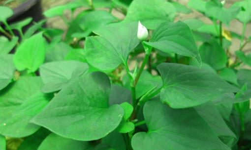 Loại rau được Trung Quốc ca ngợi là 'rau thần': Mọc dại khắp nơi ở Việt Nam, nhiều người thường xuyên ăn hàng ngày 