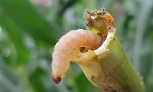 Một loài sâu 'phá rừng' thành đặc sản siêu protein: Người dân bắt đem bán giá 71.000 đồng/kg