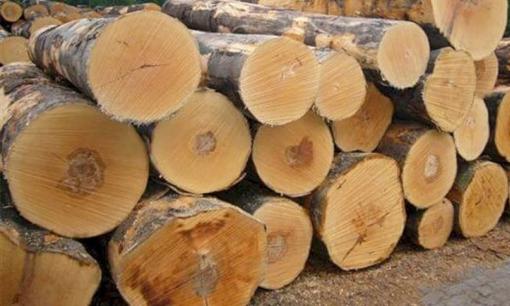 Việt Nam sở hữu loại gỗ quý như vàng ròng, số lượng gấp 1.000 lần Trung Quốc