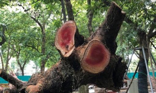 Loại gỗ xưa dùng nhóm bếp hoặc làm chuồng lợn, nay bán 2 cây đủ mua cả chục căn chung cư