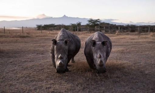 Loài vật quý hiếm bậc nhất hành tinh, hiện chỉ có 2 cá thể duy nhất còn sống trên thế giới