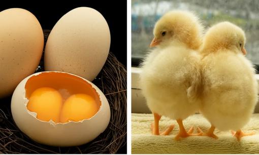 Tại sao gà đẻ trứng hai lòng đỏ, có phải do bổ sung hormone không? Một quả trứng có hai lòng đỏ có thể nở ra được hai chú gà con không?