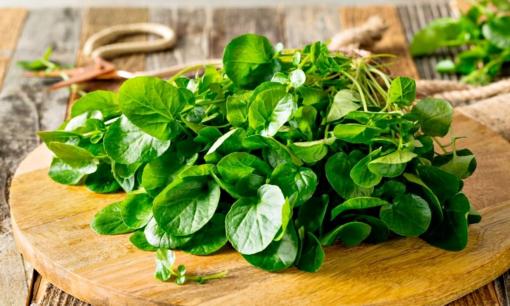 Loại rau tốt nhất thế giới trồng một lần ăn mấy chục năm, canxi giàu gấp đôi sữa bò, giúp xương chắc khoẻ, trẻ cao lớn toàn diện