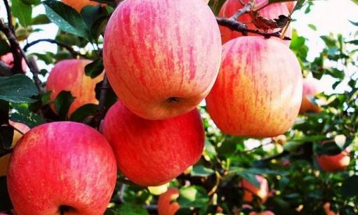 Loại trái cây nào có thể giảm mỡ bụng nhanh nhất?