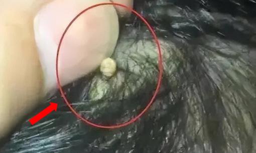 Phát hiện trên đầu con xuất hiện một lỗ sâu kỳ lạ, người mẹ liền đưa đi khám, bác sĩ nói: 'Đứa trẻ quá may mắn'