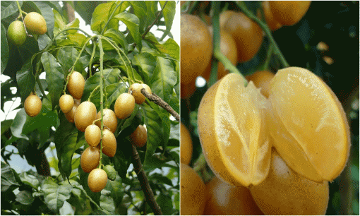 Loại quả vàng óng bất ngờ 'lên ngôi' vào mùa hè: Ngon ngọt, giá rẻ, là 'vị thuốc quý' trong dân gian