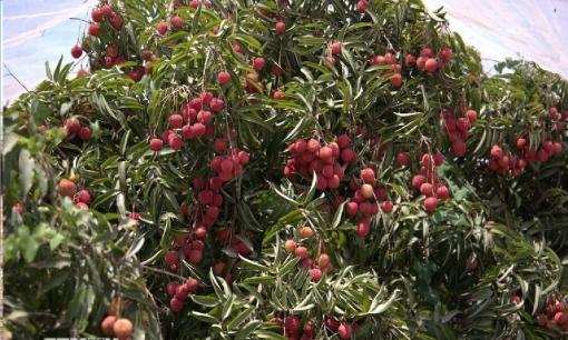 Kỳ tích trồng vải thiều Việt Nam trên sa mạc, cho năng suất 25 tấn/ha