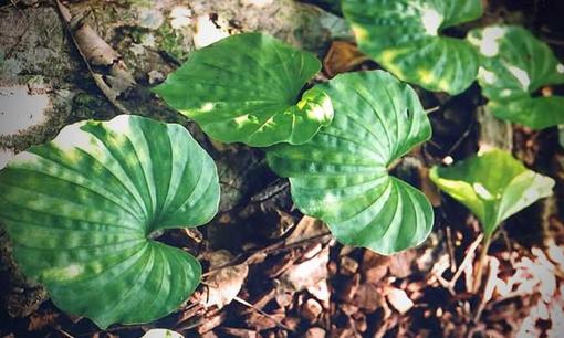 Loài cây chỉ có duy nhất 1 lá trong đời, quý hiếm bậc nhất thế giới: Ở Việt Nam cũng có