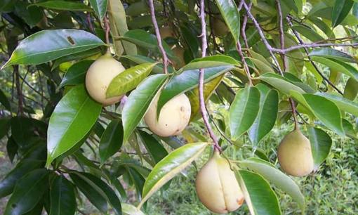 Một loại quả hiếm đắt đỏ thứ 3 thế giới trồng nhiều tại Việt Nam, giá lên tới 2.300.000 đồng/kg