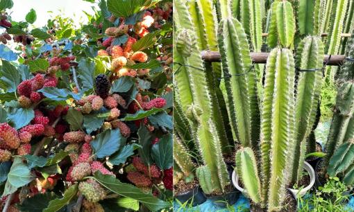 4 loại cây trồng trước nhà xui xẻo đủ đường, chuyển ra sau vững vàng vận khí, hút tài hút lộc