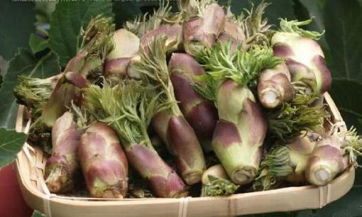 Việt Nam có loại rau mọc dại, được người Hàn Quốc và Nhật Bản săn lùng, người Trung Quốc ví là 'cao lương mỹ vị số 1 thế giới', tốt hơn cả nhân sâm