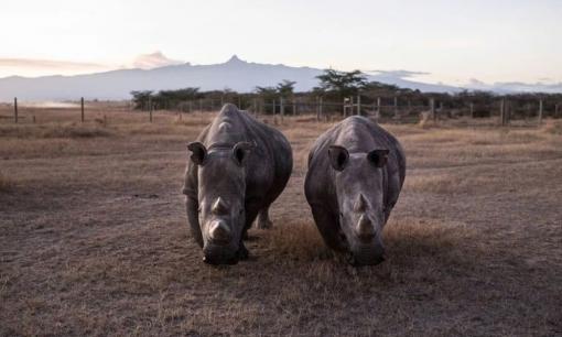 Loài vật quý hiếm bậc nhất hành tinh, chỉ 2 cá thể còn sống trên thế giới