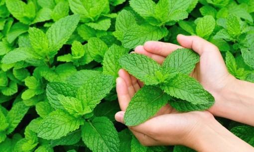 Loại lá dân dã có ở đầy chợ Việt, đem pha trà khiến tiểu đường, huyết áp cao “khiếp sợ”