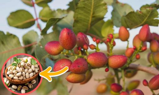 Người Việt chịu chơi: 'Rút hầu bao' gần 4.000 tỷ đồng chỉ để mua một loại hạt về nhâm nhi