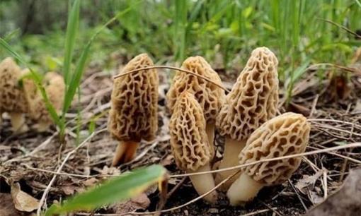 Việt Nam có một loại nấm được săn lùng khắp thế giới, ăn một lần nhớ cả đời, giá đắt hơn cả thịt bò Wagyu