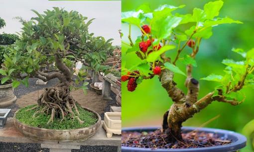 5 loại cây khiến gia chủ hao tài, mất lộc, thu hút vận xui: Nhiều người vẫn đang trồng mà không hề hay biết