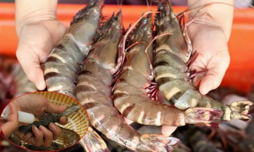 4 dấu hiệu nhận biết chắc chắn tôm tiêm hormone, nhớ thật kỹ rẻ mấy cũng tuyệt đối không nên mua