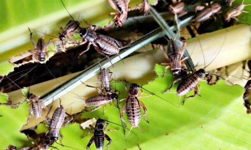 Nghề lạ ở Việt Nam: Nuôi loài vật kêu vang nhà, sau một tháng là bán lấy tiền, giá 200.000 đồng/kg, nhiều người thi nhau săn lùng 