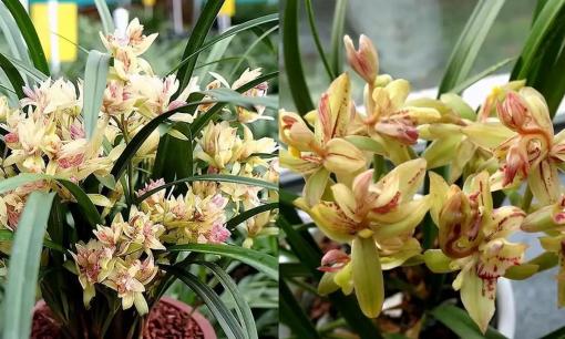 Loài hoa lan có hình dáng kỳ dị, mùi thơm hơn cả nước hoa, hãy giữ một chậu ở nhà, sẽ rất trang nhã và thơm mát