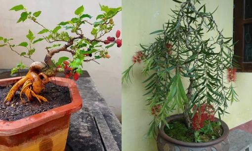 4 loại cây 'âm thịnh dương suy': Đừng dại rước vào nhà kẻo quanh năm nghèo túng, vận xui đeo bám