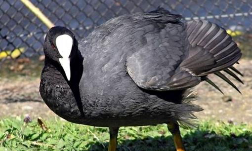 Nông dân Bắc Ninh thu tiền tỷ mỗi năm nhờ nuôi chim 'tiến vua'