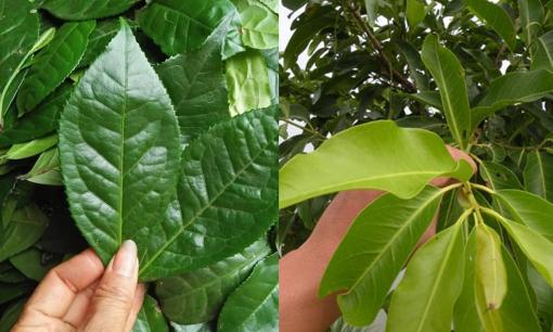 Đi chợ gặp 5 loại lá này nhớ mua ngay: Rẻ bèo nhưng giúp giải độc, thanh lọc phổi tự nhiên hiệu quả