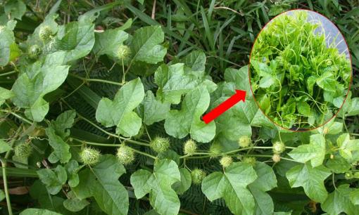 Loại rau đặc sản 'trời ban' mọc tua tủa ở bụi rậm, bờ ao, ăn giòn ngon hơn ngọn bí