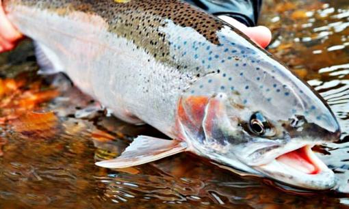 4 loại cá khó nuôi nhân tạo, thịt bổ không tanh, thấy đừng tiếc tiền mua