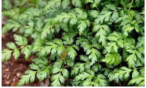 Nó trông giống cần tây nhưng rễ đắng hơn mật cá, hiện được nông dân trồng đại trà, giá trị rất quý