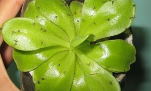 Cách tự làm 'nước diệt côn trùng' trong chậu cây cảnh rất đơn giản