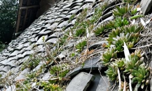 Nếu thấy loại cỏ dại này mọc trên những mái ngói, thì đó là một phước lành. Đừng nhổ nó dễ dàng