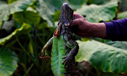 Treo thưởng hơn 300 triệu đồng để bắt loài xâm lấn gây hại, người dân đổ xô săn lùng