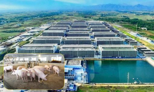 Đề xuất thí điểm mô hình nuôi heo trong nhà cao tầng tại Việt Nam