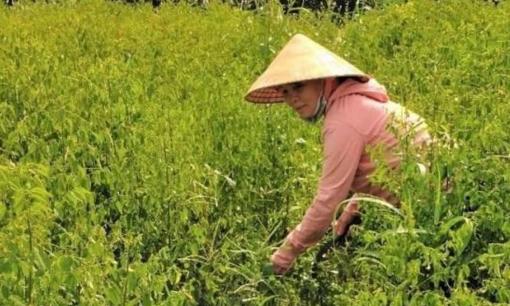 Loại rau chỉ cần cắm xuống đất là mọc tua tủa giúp người nông dân TP.HCM thu 200 triệu đồng, gấp nhiều lần trồng bắp